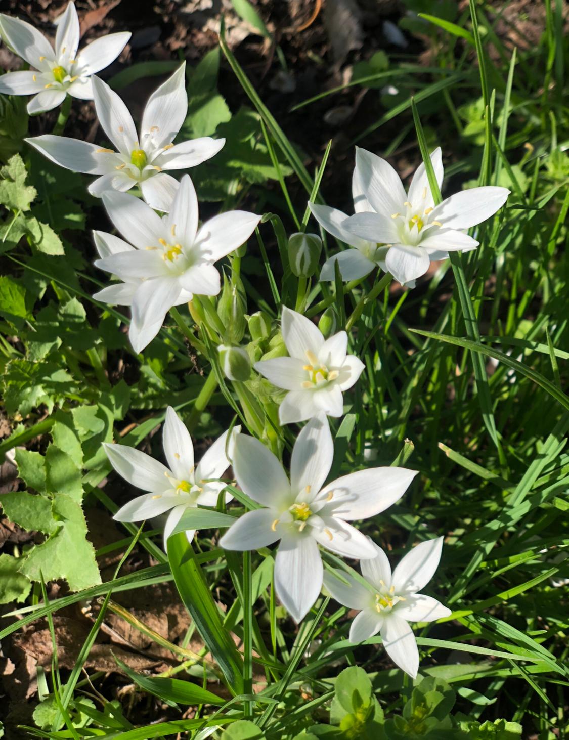 Star of Bethlehem e la magia dei Fiori di Bach